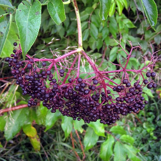Elderberry Bushes