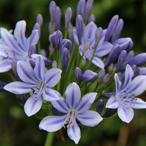 Dwarf Lily of the Nile Agapanthus Bulb
