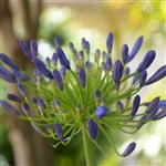 Elaine Agapanthus Bulb