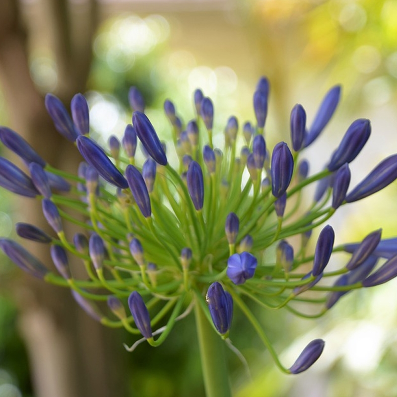 Elaine Agapanthus Bulb