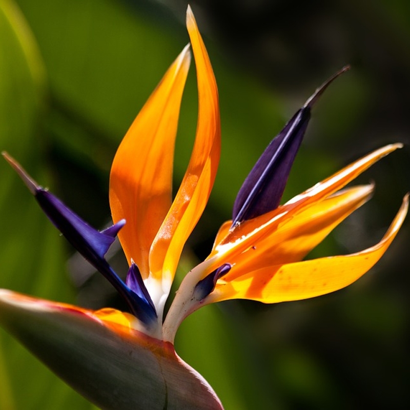 Bird of Paradise