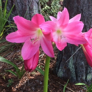 Elizabeth Traub Crinum Bulb