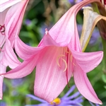 Pink Cloud Crinum