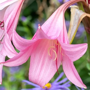 Pink Cloud Crinum