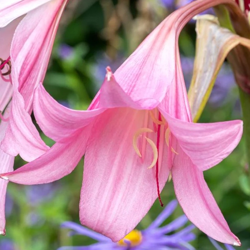 Pink Cloud Crinum