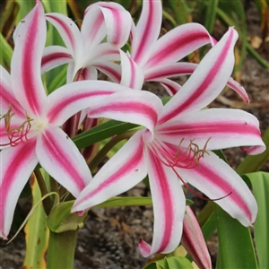 Ruby Stars Crinum