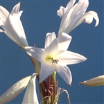 White Mogul Crinum