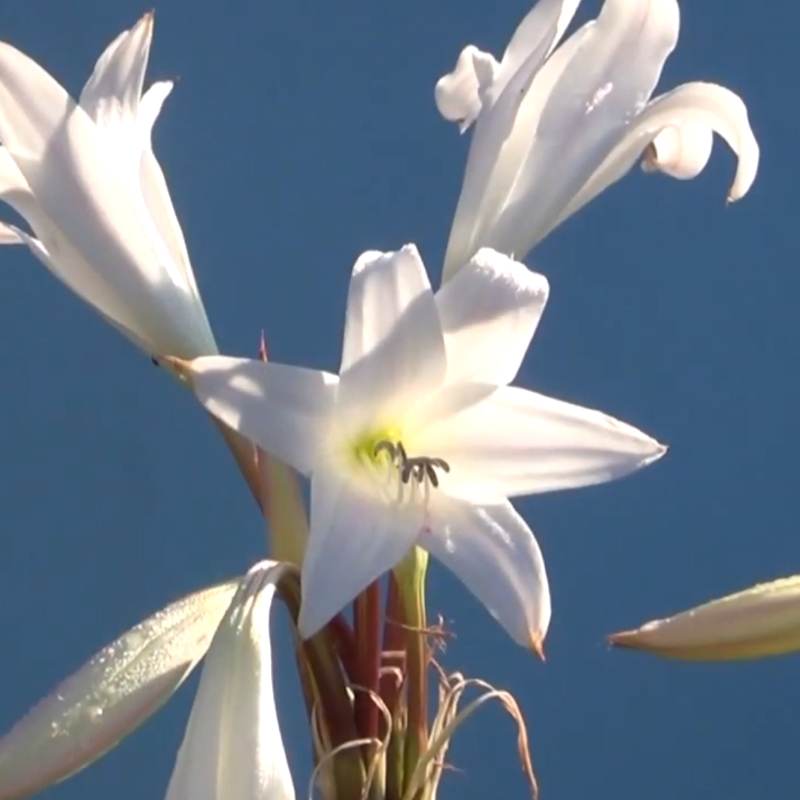 White Mogul Crinum