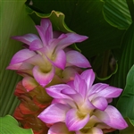 Amethyst Ginger