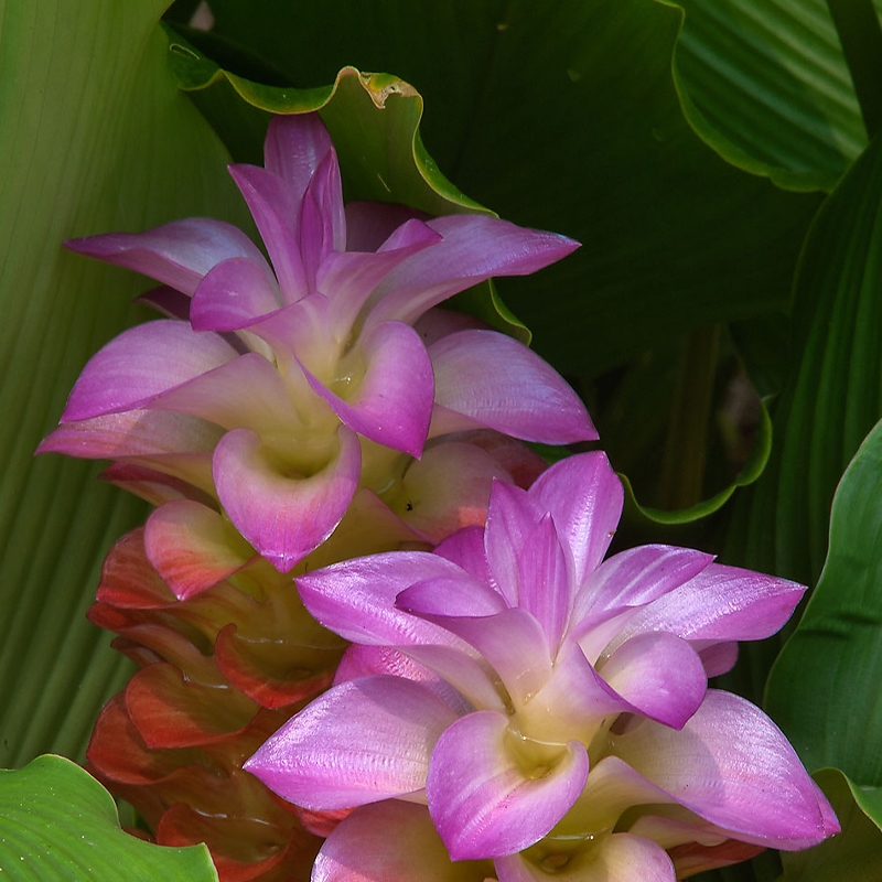 Amethyst Ginger