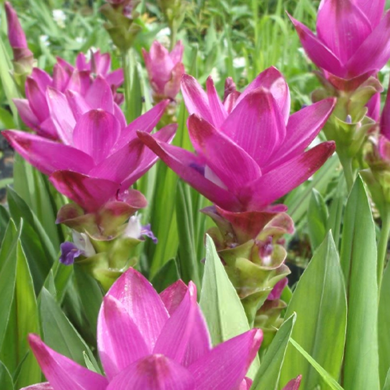 Curcuma roscoeana Ginger