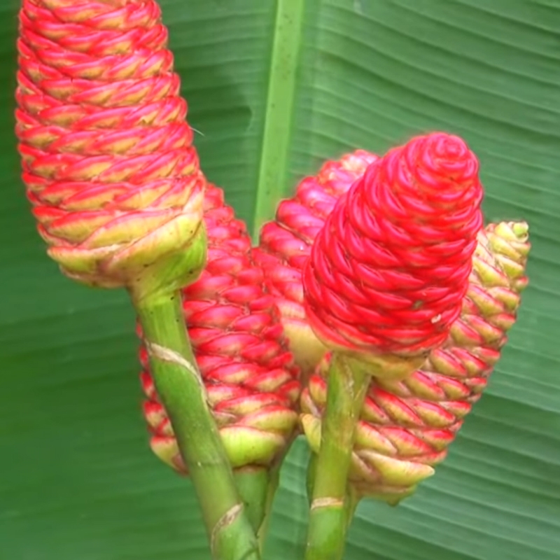 Red Pine Cone Ginger