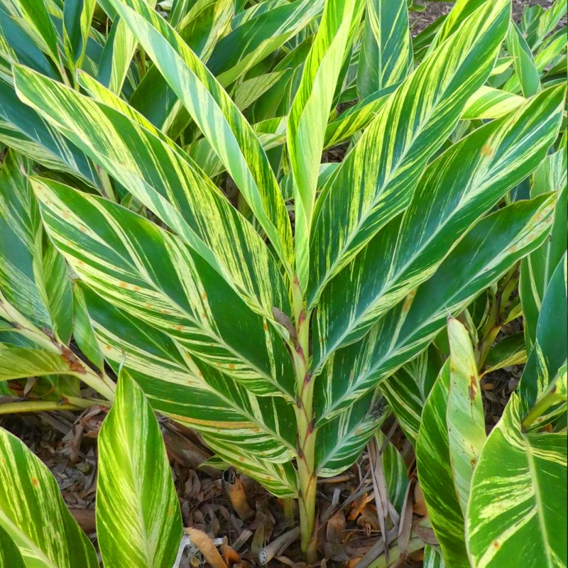 Variegated Alpinia Ginger