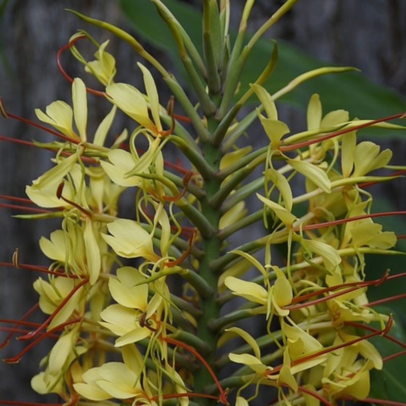 Yellow Giant Ginger