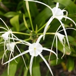 Buy Riparia Hymenocallis from Ty Ty Nursery