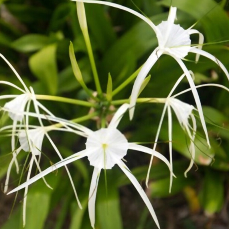 Riparia Hymenocallis