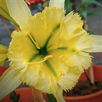 Sulphur Queen Hymenocallis