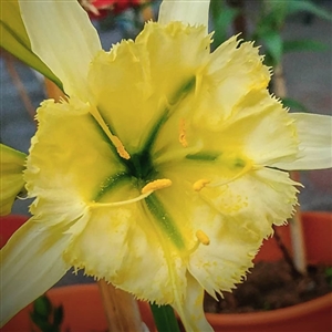 Sulphur Queen Hymenocallis