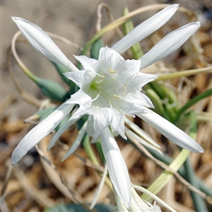 Zeylancium Hymenocallis