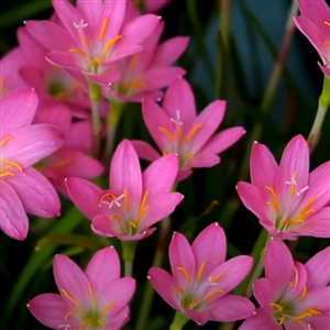 Grandiflora Rain Lily