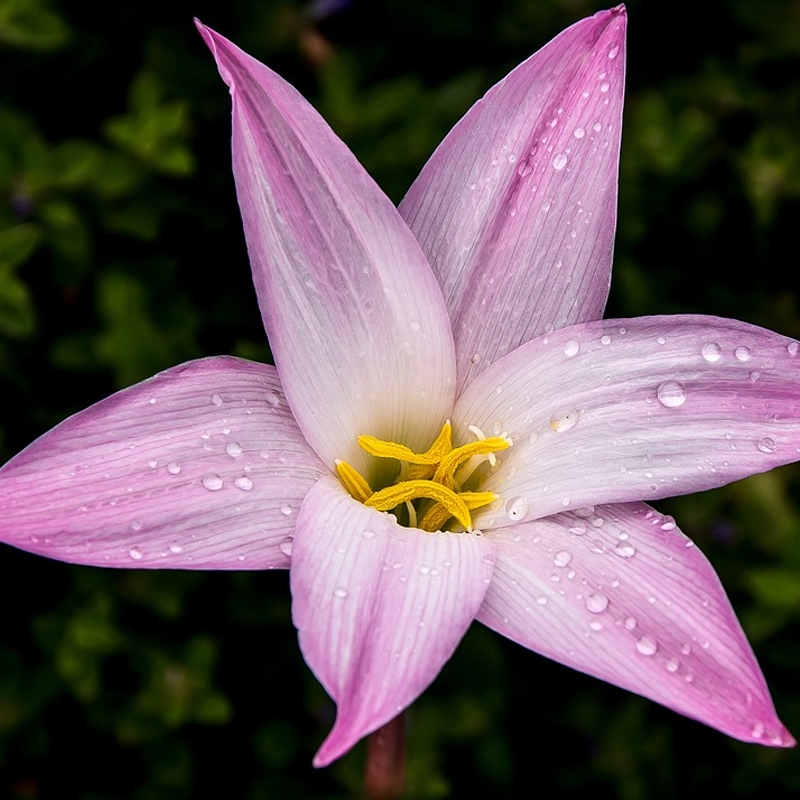 Martini Rain Lily