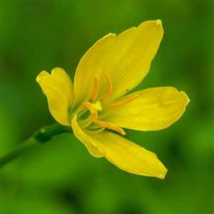 Yellow Rain Lily