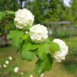 Chinese Snowball Tree