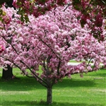 Pink (Brandywine) Flowering Crabapple Tree