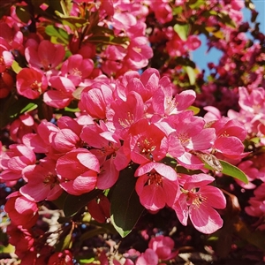 Red Perfection Flowering Crabapple Tree