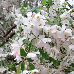 Spring Snow' Flowering Crabapple Tree