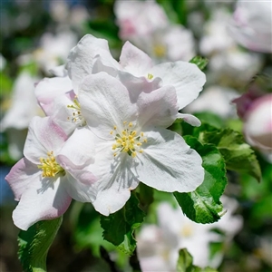 White 'Floribunda' Flowering Crabapple Tree