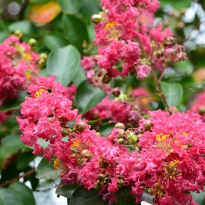 Pink Velour Crape Myrtle