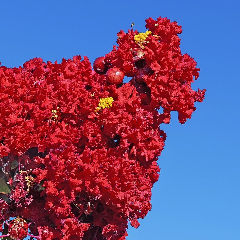 Red Rocket Crape Myrtle