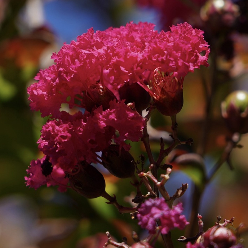 Dallas Red Crape Myrtle