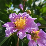 Muscogee Crape Myrtle