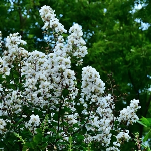 Natchez Crape Myrtle