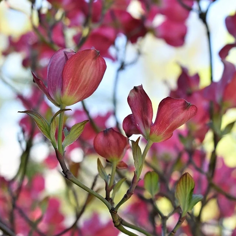 Red Dogwood Tree