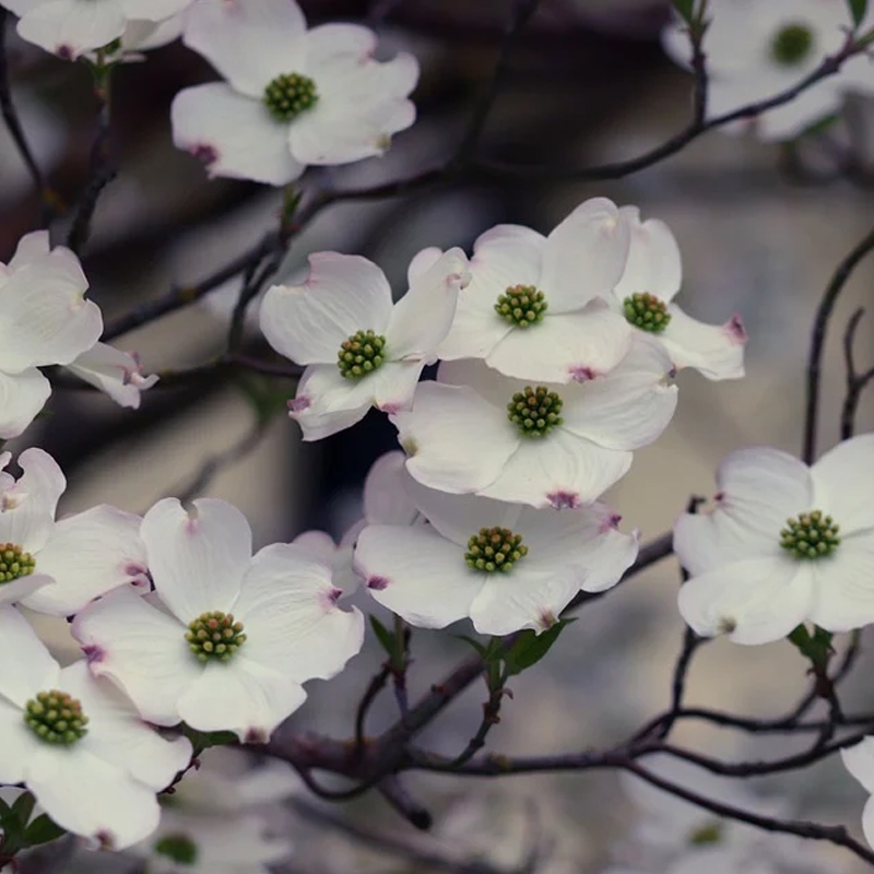 My Choice White Dogwood Tree