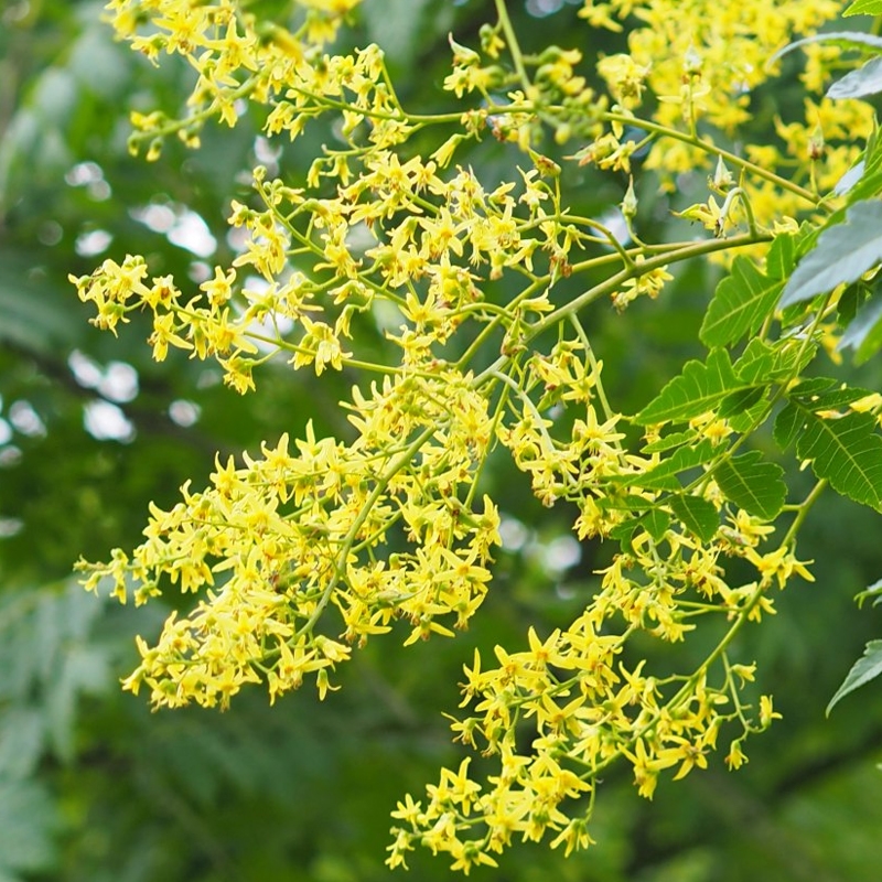 Golden Rain Tree