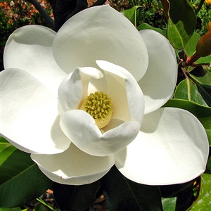 Magnolia grandiflora 'Little Gem'