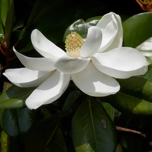 Magnolia 'Southern Magnolia'