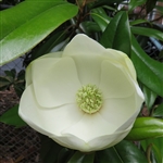 Magnolia virginiana (Sweetbay Magnolia)