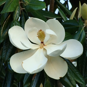 Magnolia grandiflora 'Teddy Bear'
