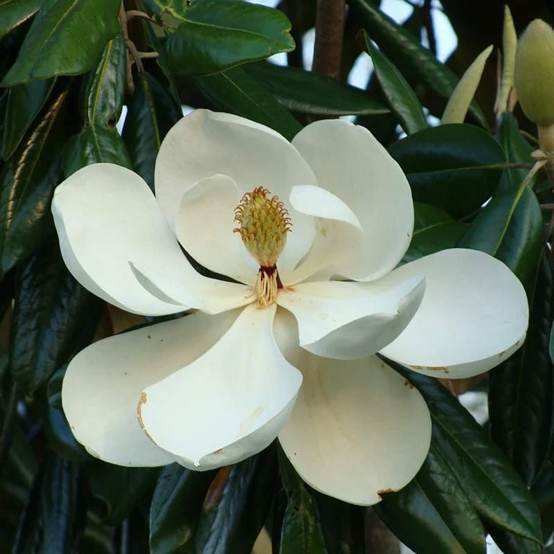 Magnolia grandiflora 'Teddy Bear'