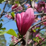 Ann Japanese Magnolia Tree