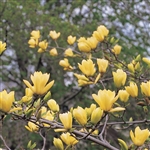 Butterfly Japanese Magnolia Tree