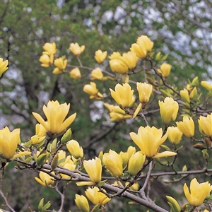 Butterfly Japanese Magnolia Tree