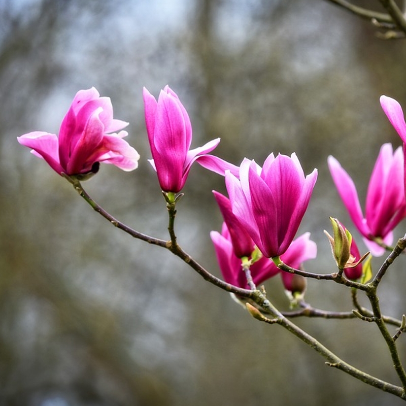 Buy Jane Japanese Magnolia Trees Online at Ty Ty Nursery