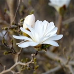 Royal Star Japanese Magnolia Tree