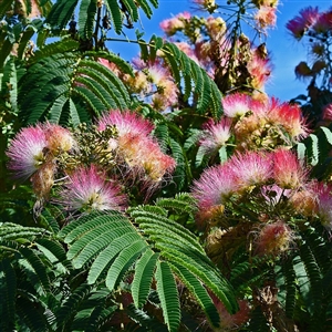 Mimosa Tree